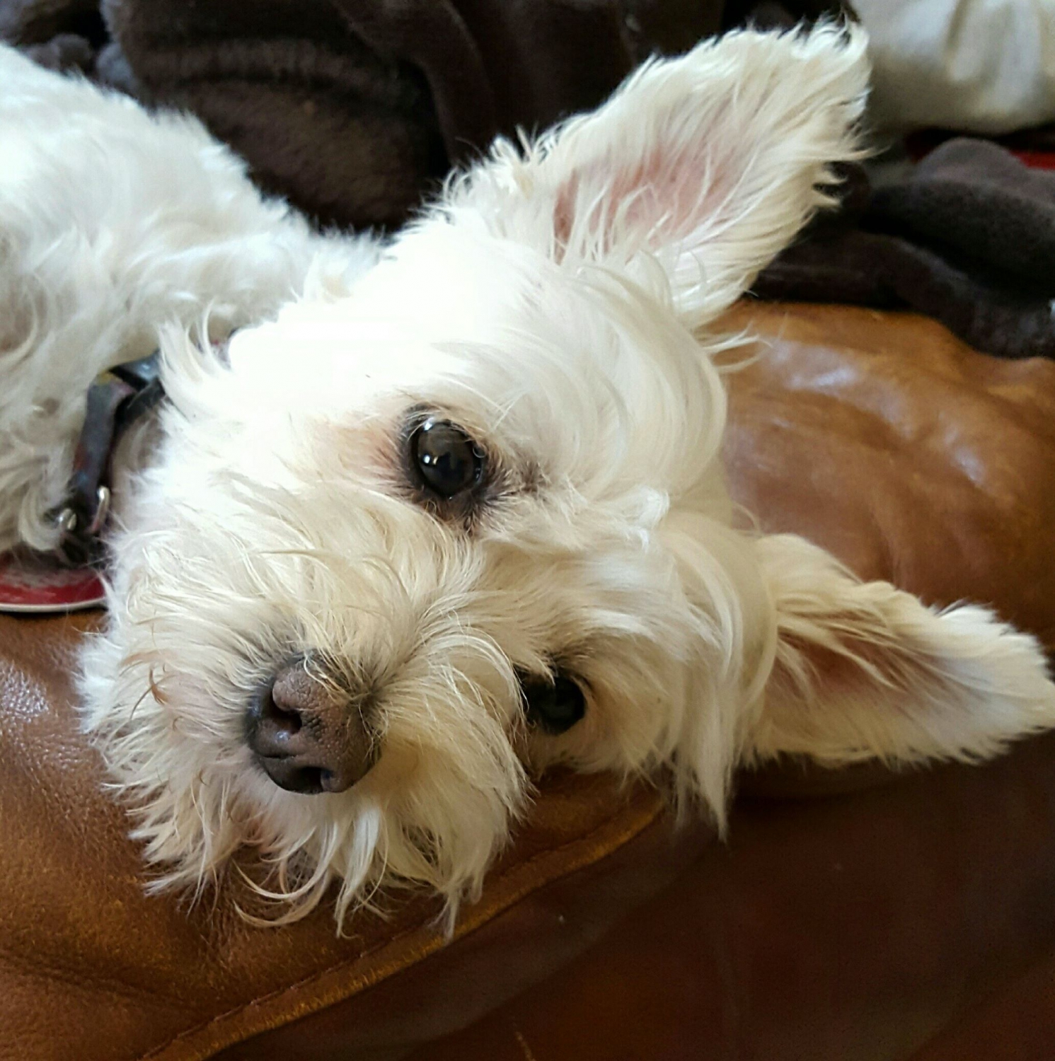 small teddy bear schnoodle